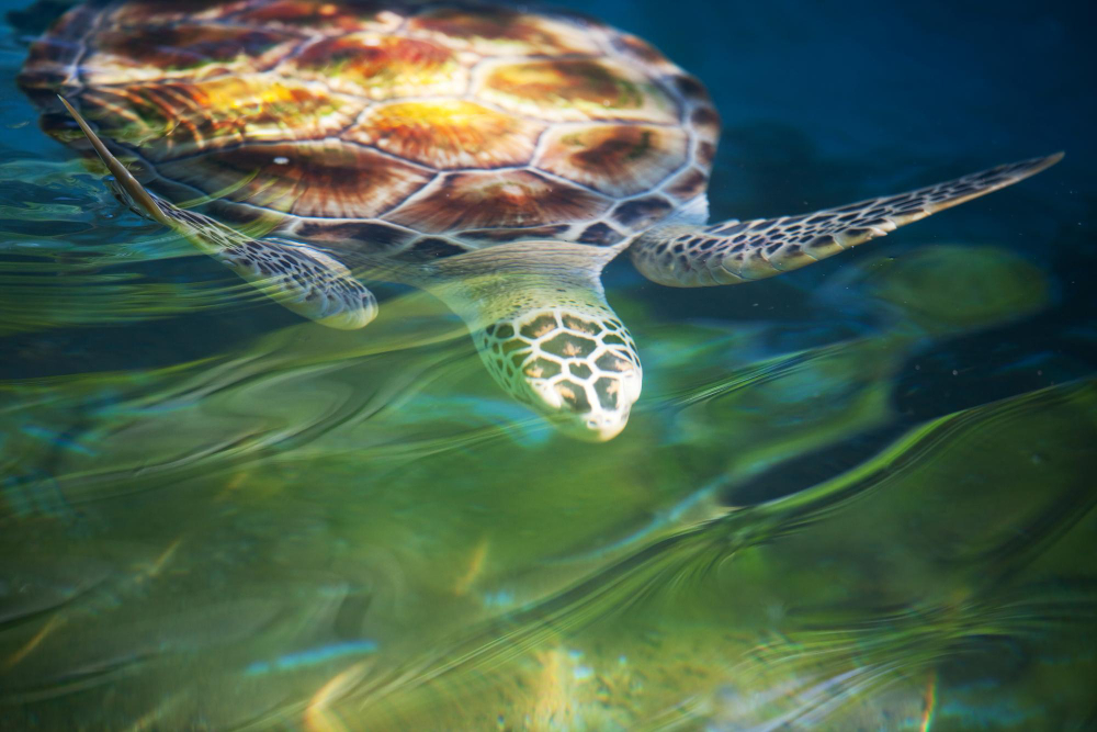 best-places-to-swim-with-turtles