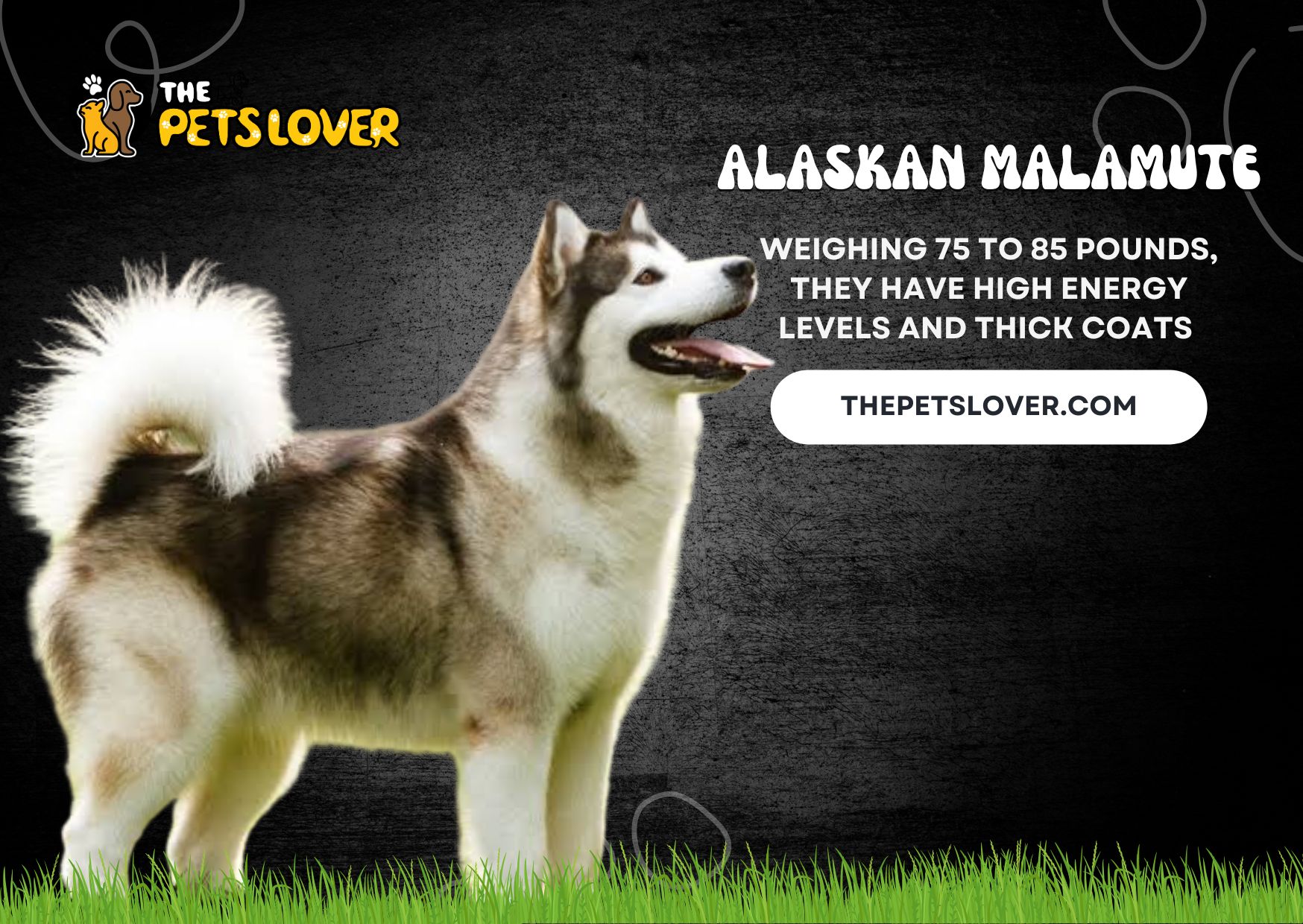 Alaskan Malamute