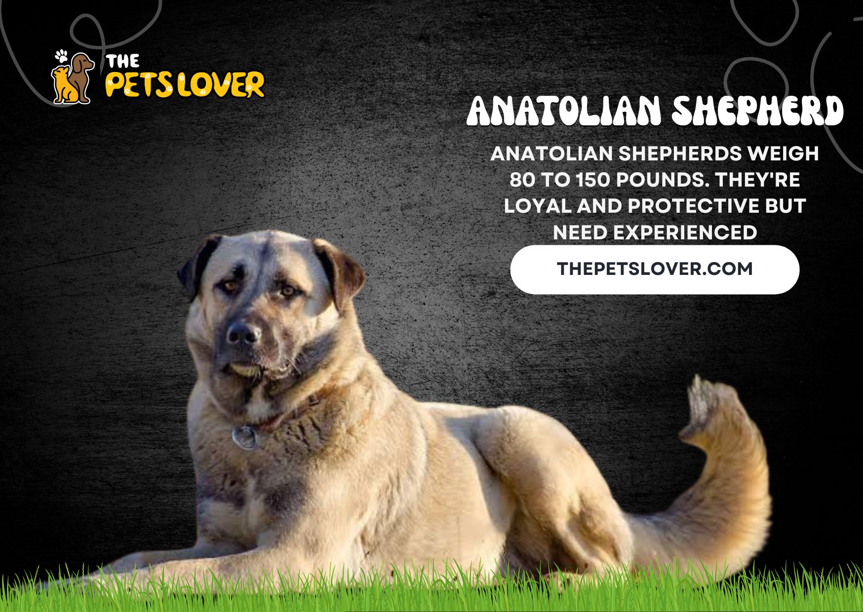 Anatolian-Shepherd
