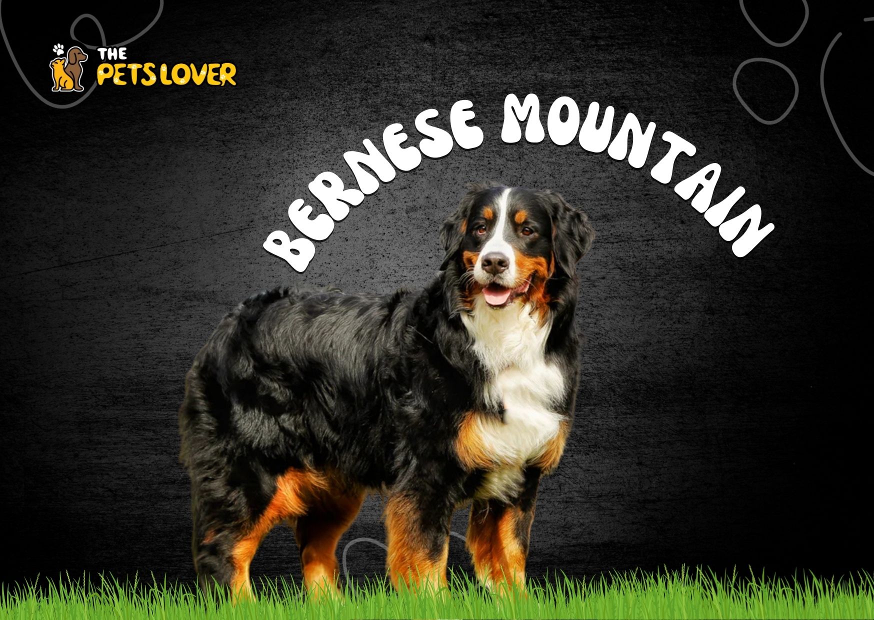 Bernese-Mountain-Dog