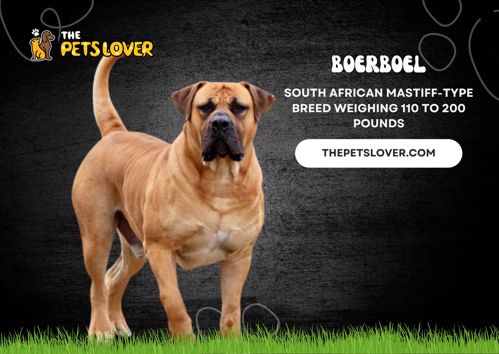 Boerboel