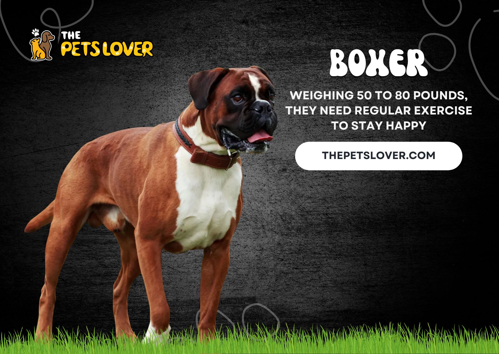 Boxer