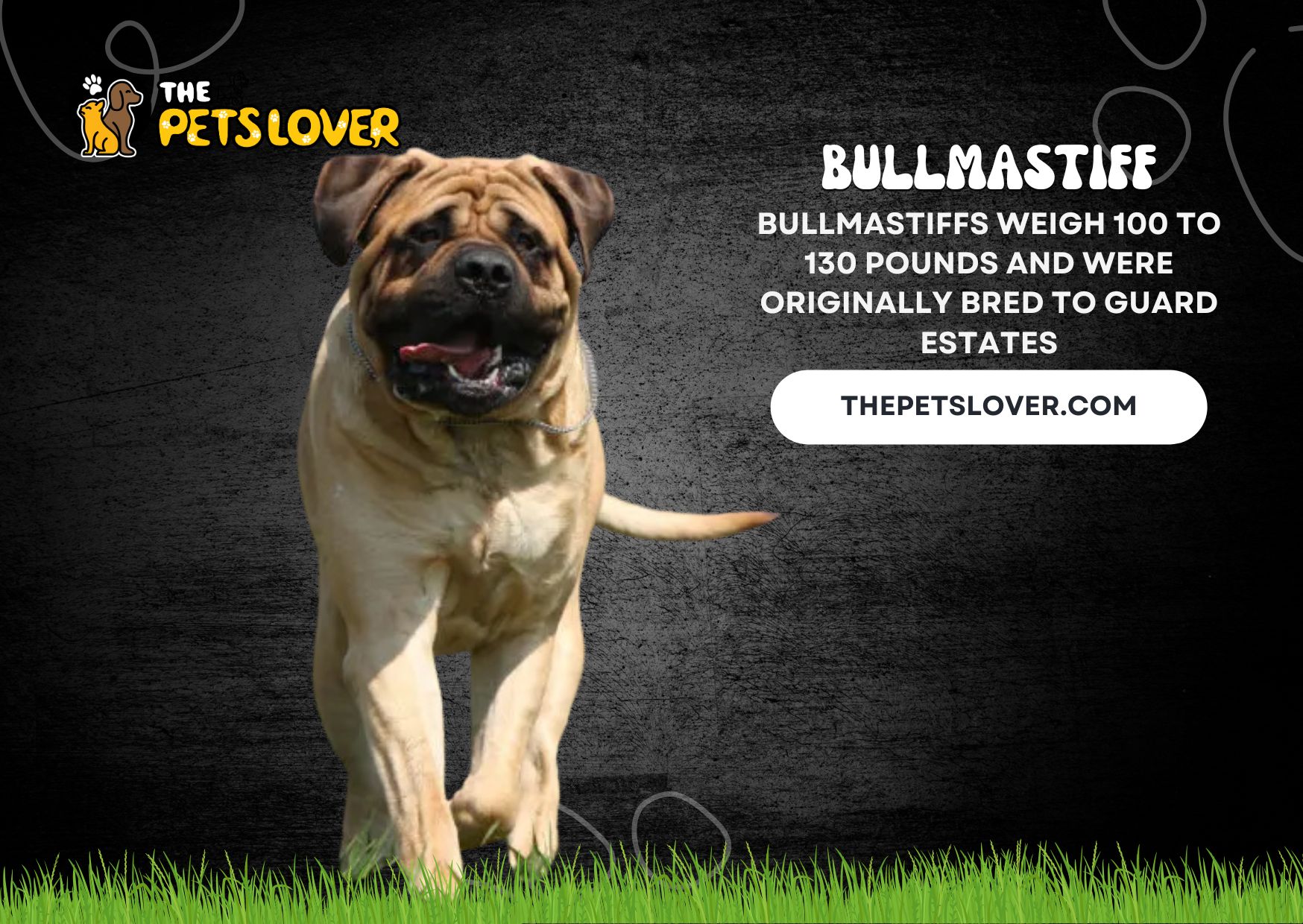 Bullmastiff