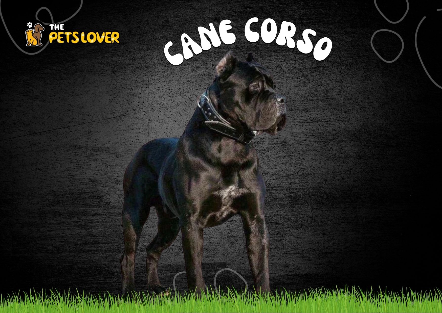 Cane Corso