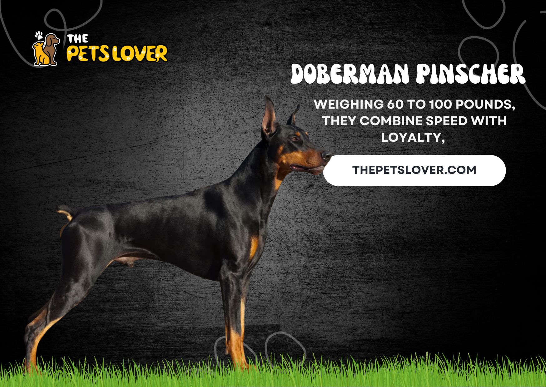 Doberman-Pinscher