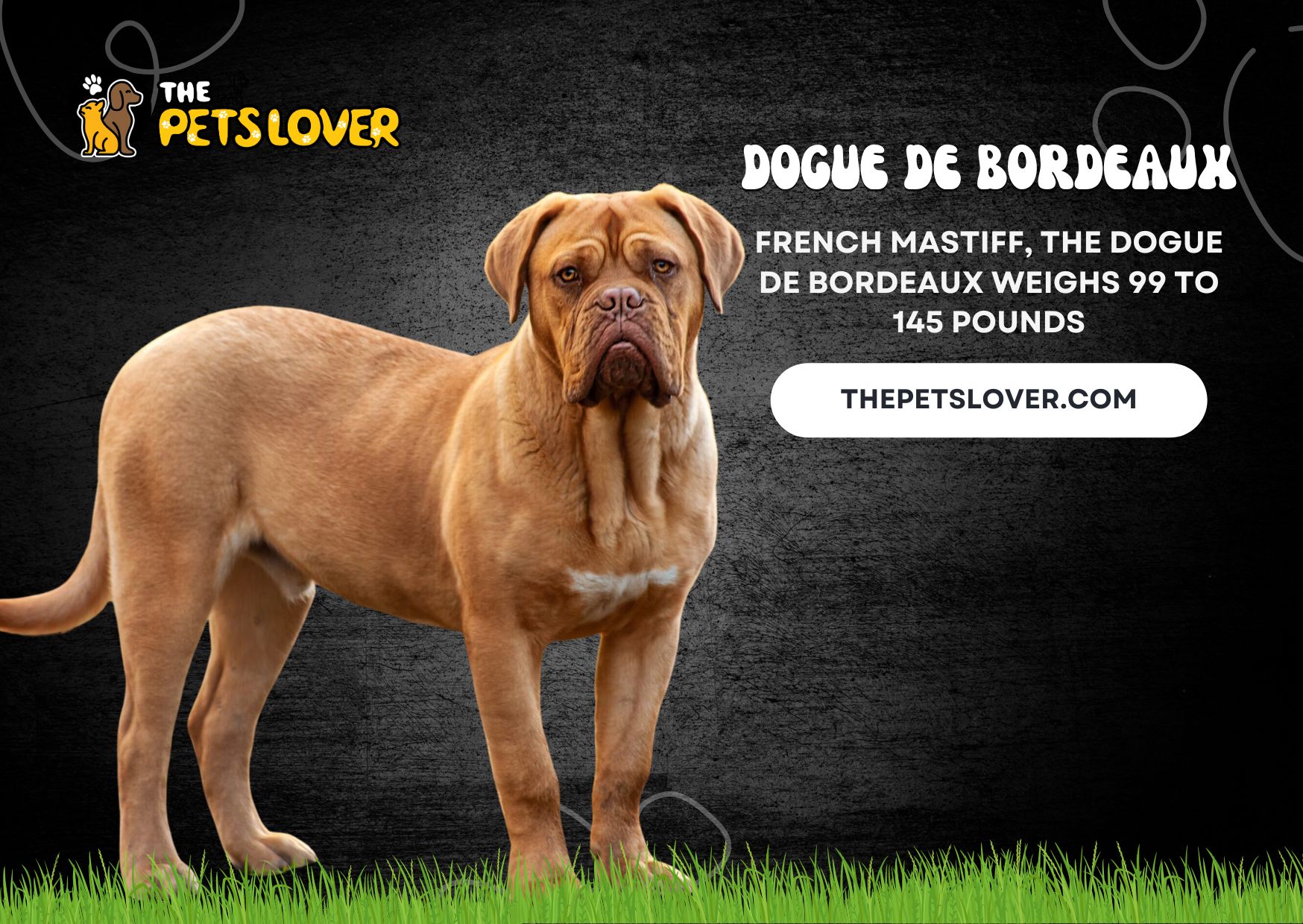 Dogue-de-Bordeaux