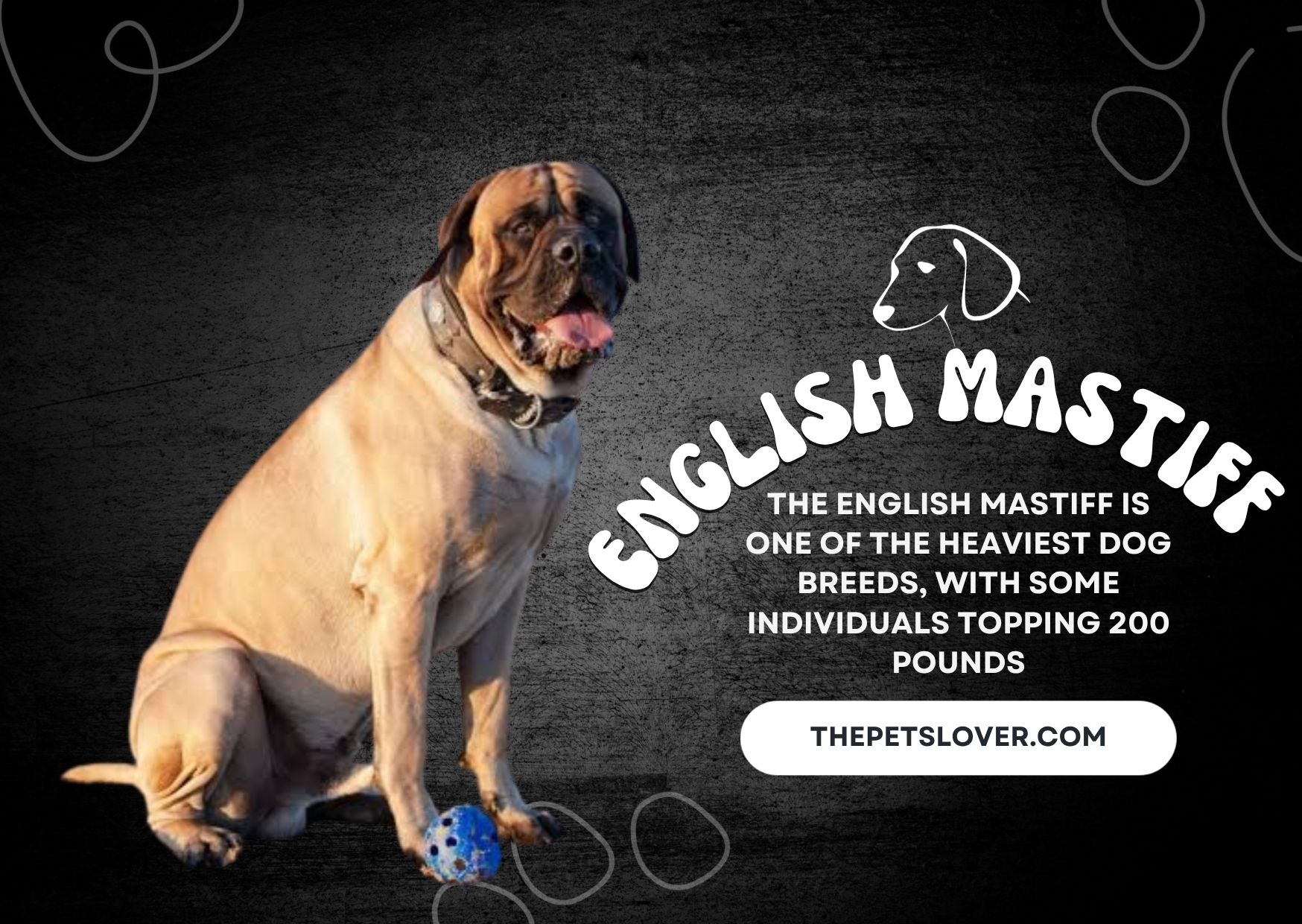 English-Mastiff