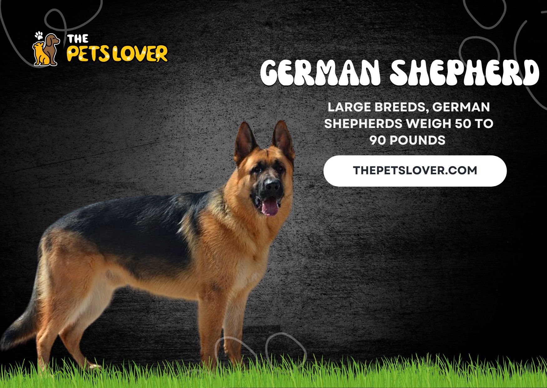 German-Shepherd