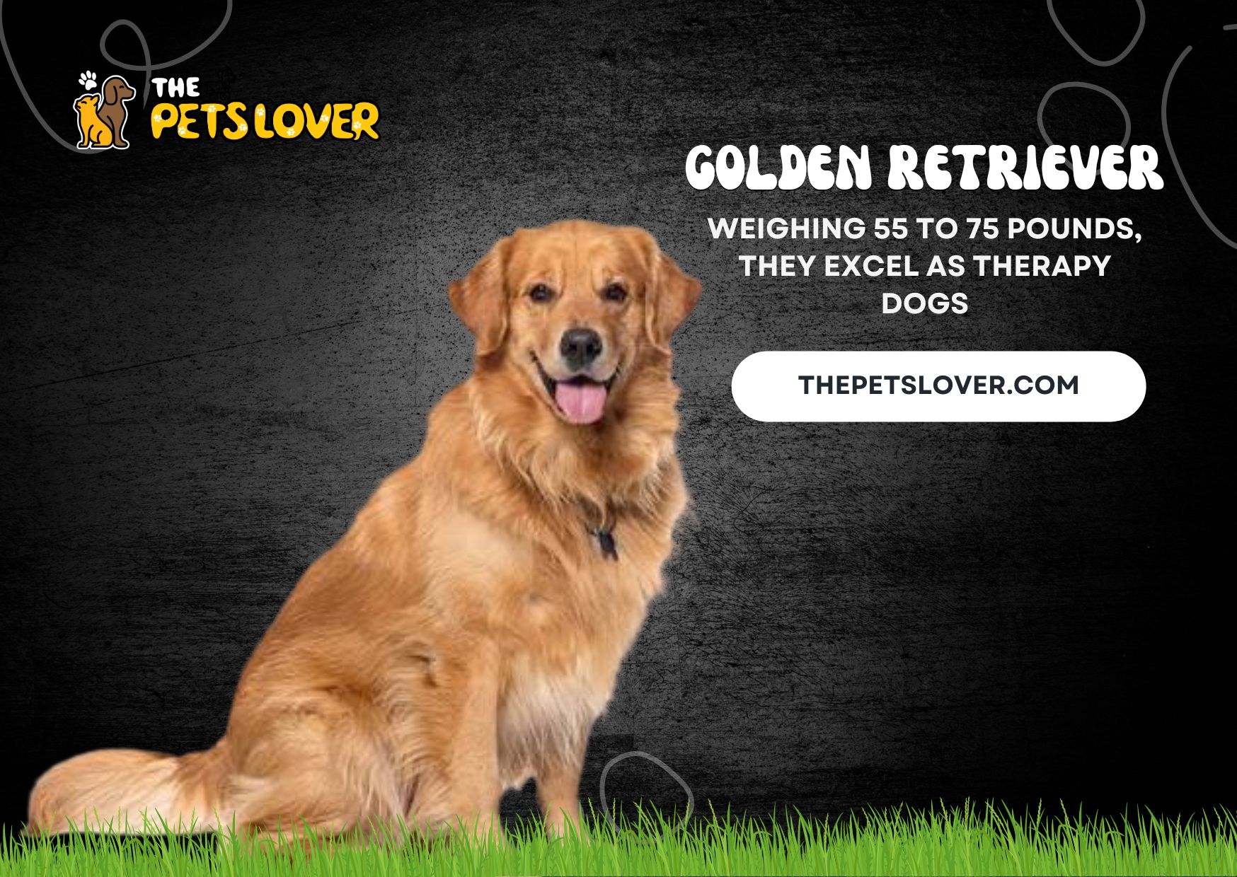 Golden-Retriever