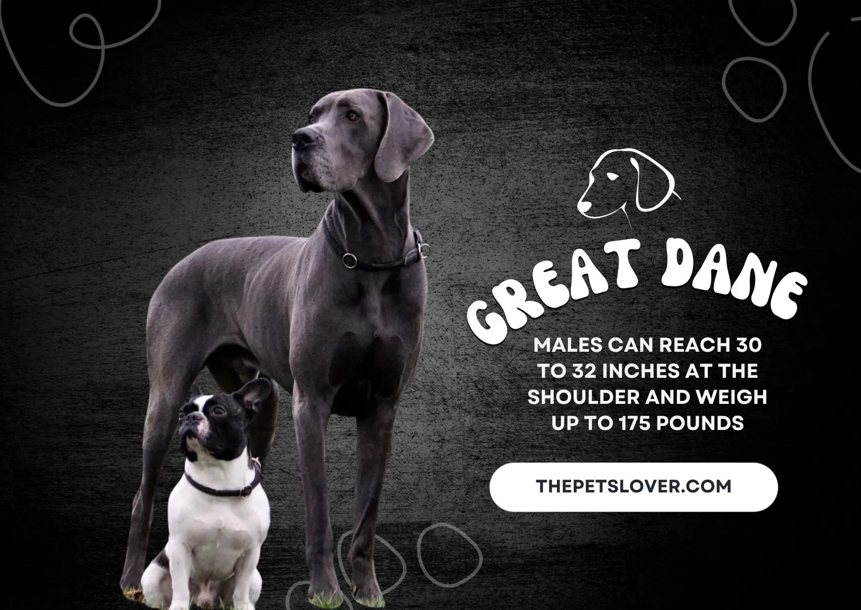 Great-Dane