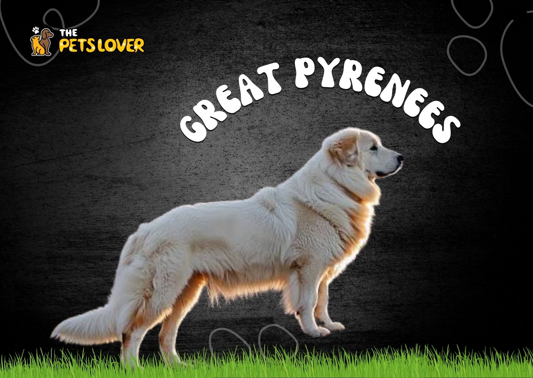 Great-Pyrenees