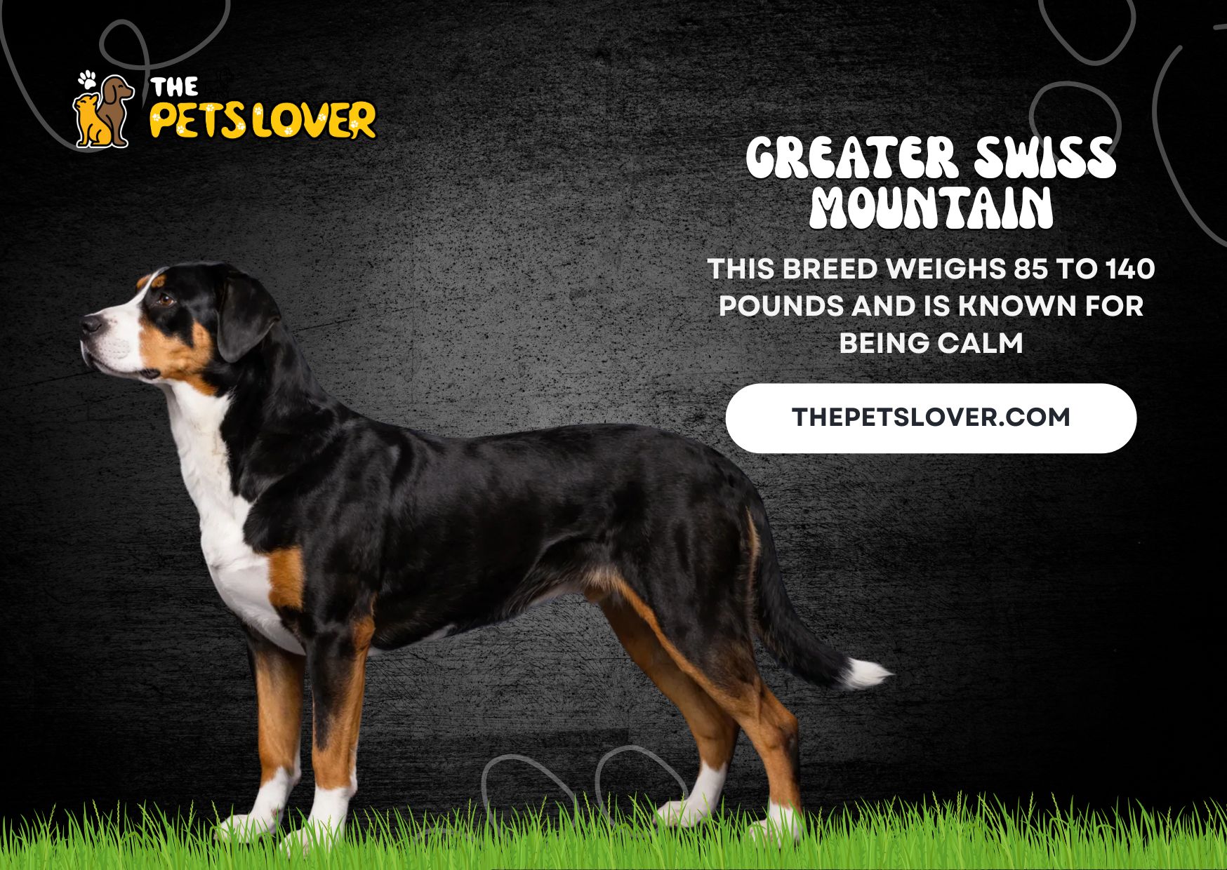 Greater Swiss Mountain Dog