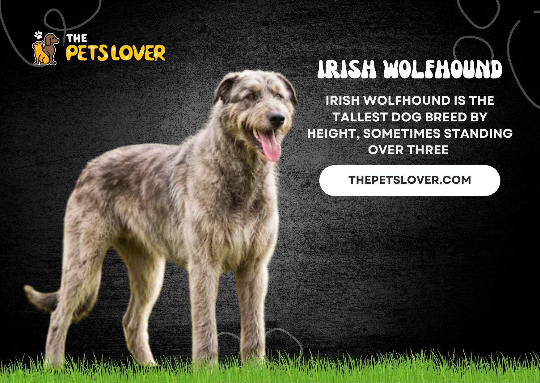 Irish Wolfhound