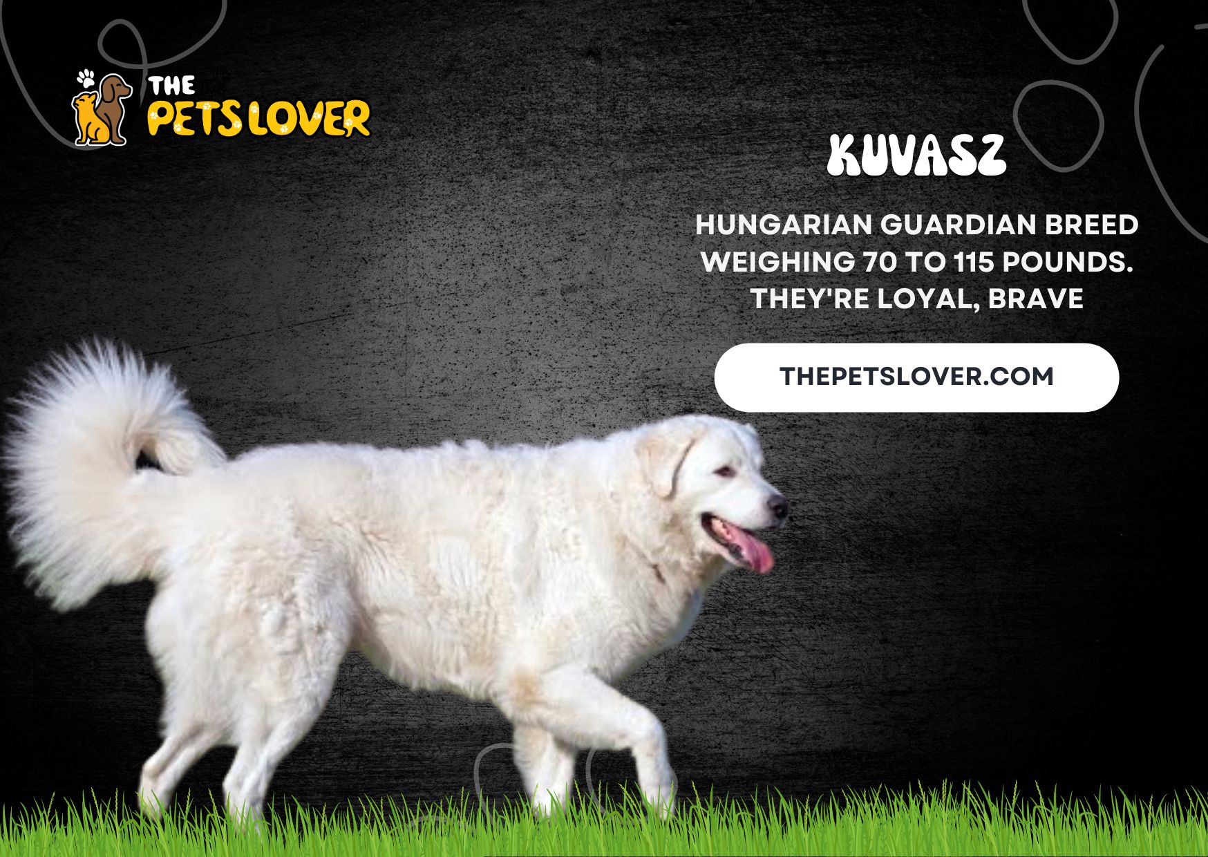 Kuvasz