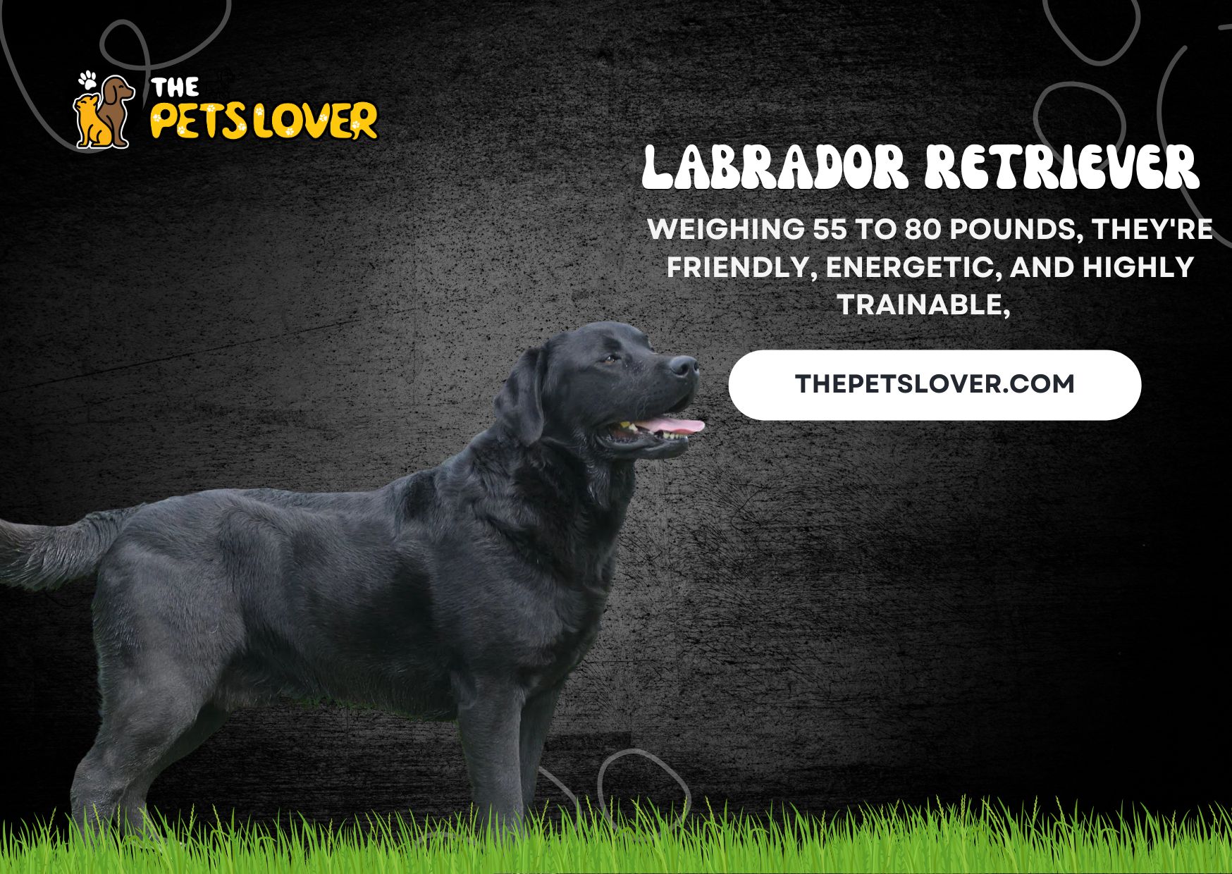 Labrador-Retriever