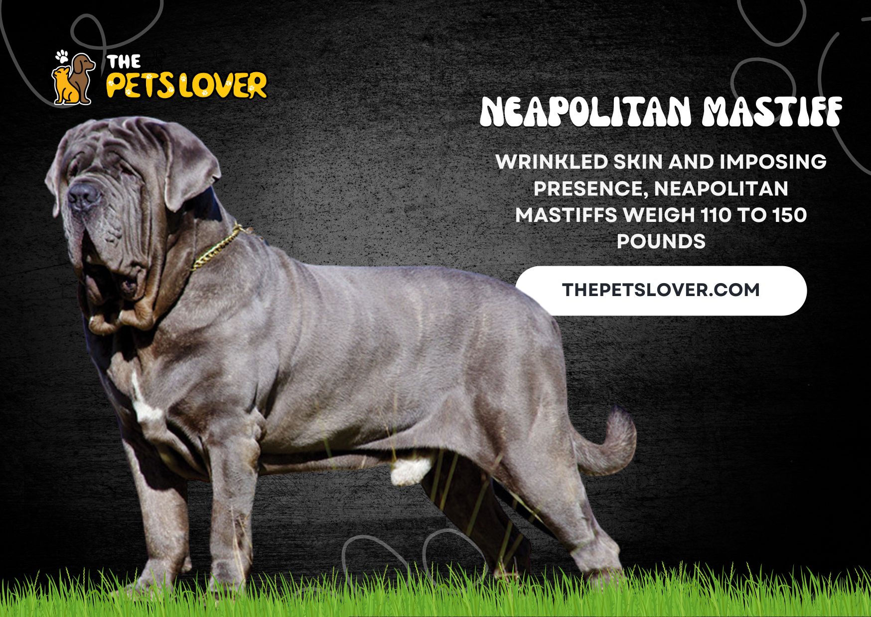 Neapolitan Mastiff