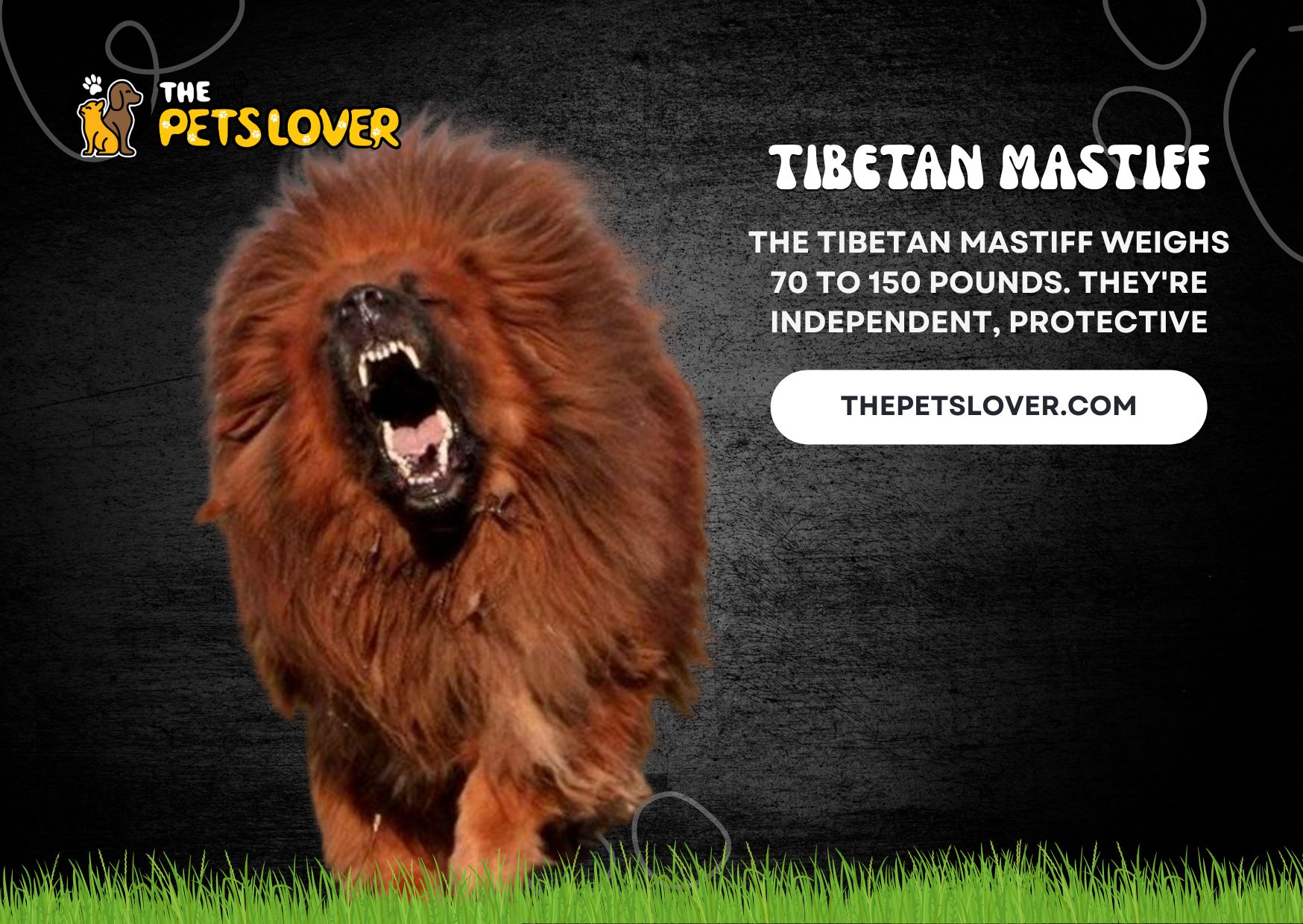 Tibetan Mastiff