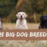 big-dog-breeds