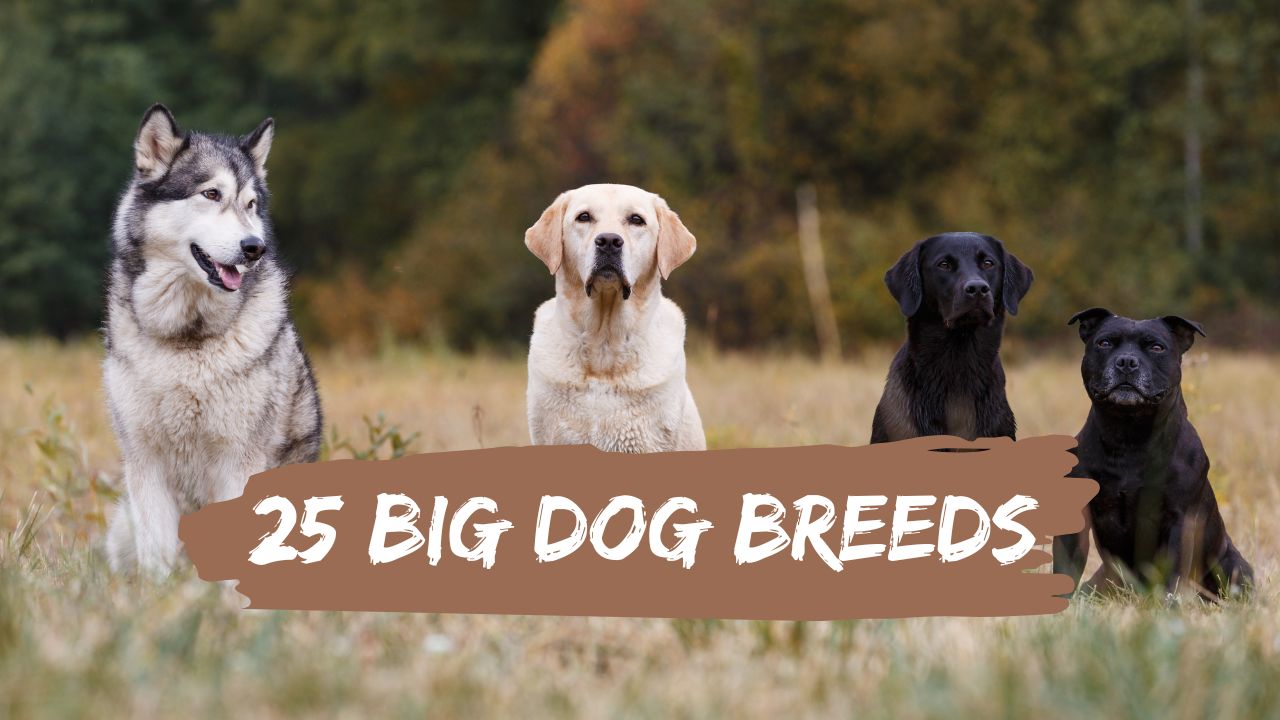 big-dog-breeds