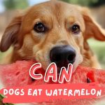 can-dogs-eat-watermelon