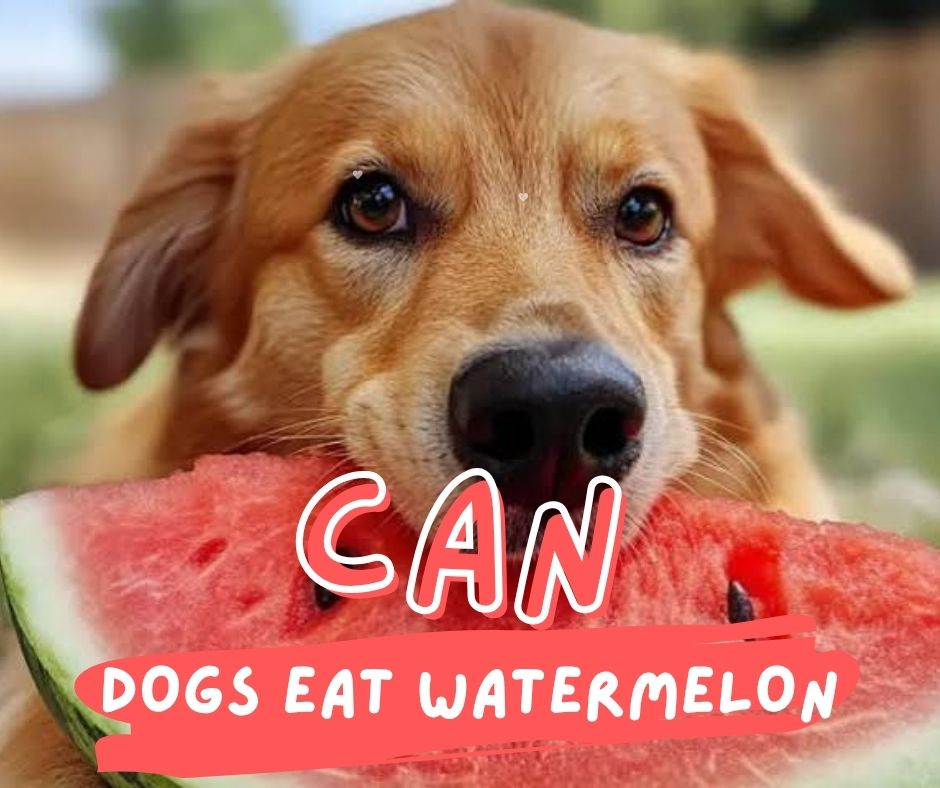 can-dogs-eat-watermelon