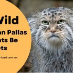 can-pallas-cats-be-pets