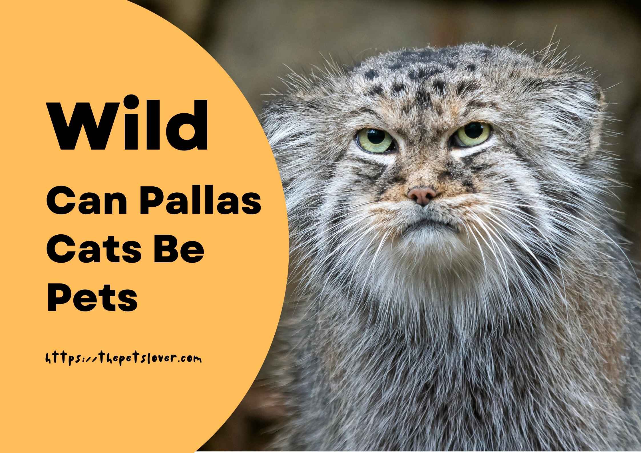can-pallas-cats-be-pets