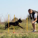 dog trainers for resource guarding