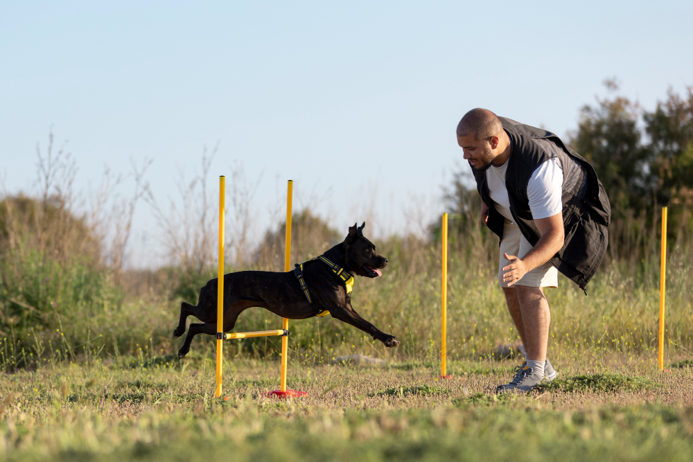 dog trainers for resource guarding