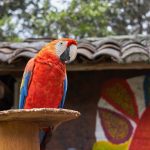 what-does-the-guacamaya-represent-in-latin-culture