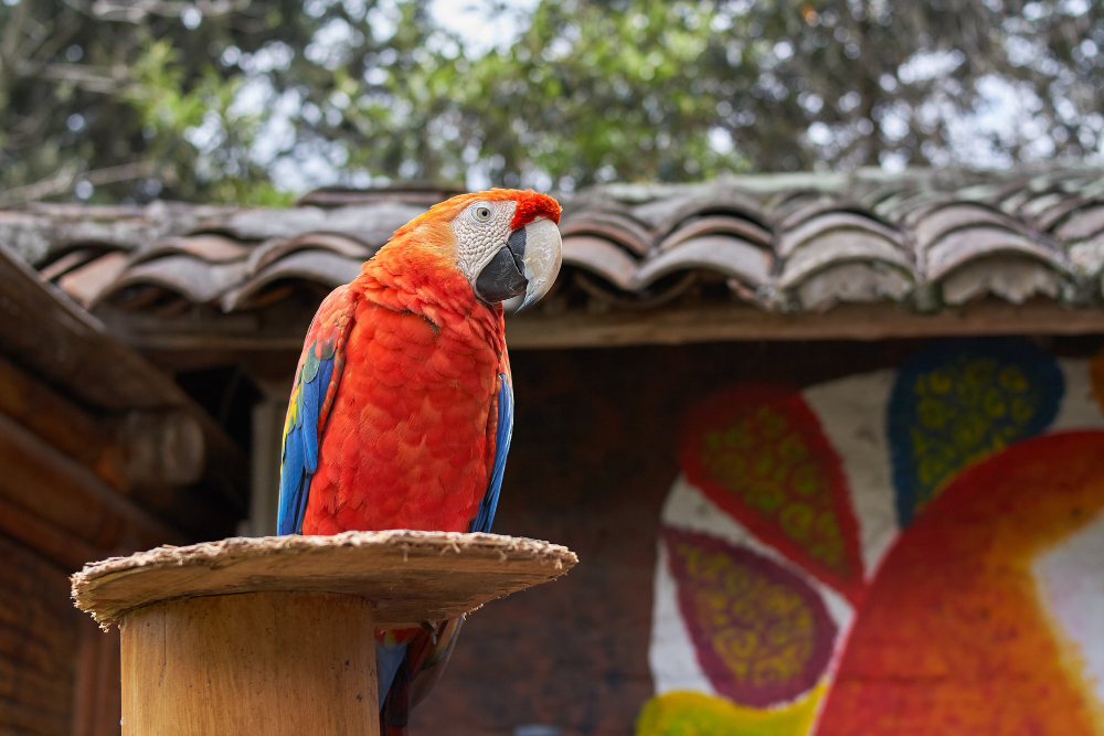 what-does-the-guacamaya-represent-in-latin-culture