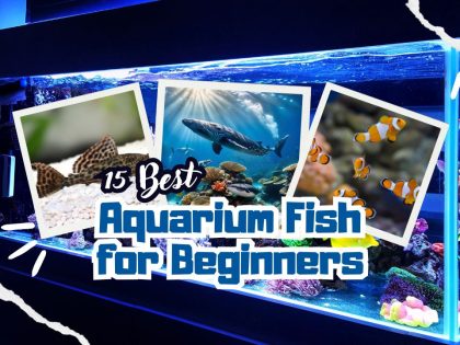 best-aquarium-fish-for-beginners