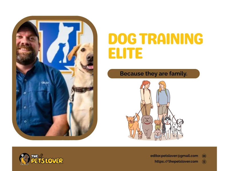 dog-training-elite
