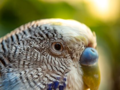 Budgie with puffed feathers