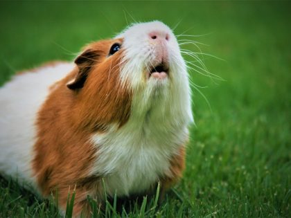 Brown and white guinea pig