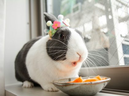 Pet rabbit eating fresh vegetables