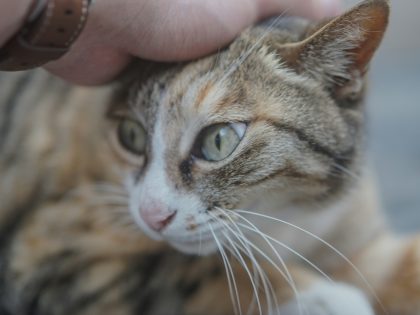 Gray tabby cat being gently petted by a person’s hand