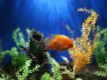 Home aquarium after a water change