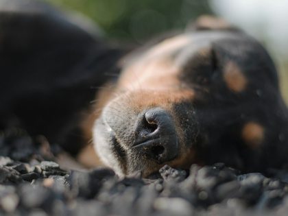 Sleeping dog breathing while resting