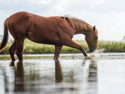 Horse drinking water