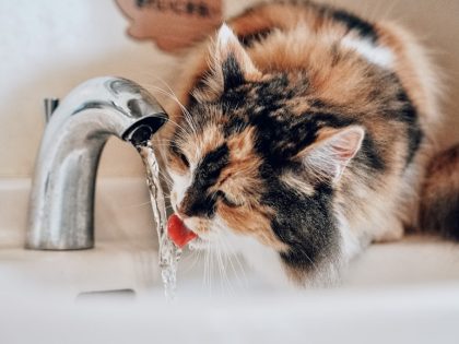 Cat drinking fresh water