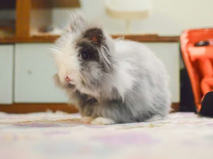Gray and white pet rabbit sitting indoors and listening