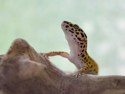 Leopard gecko resting in a terrarium