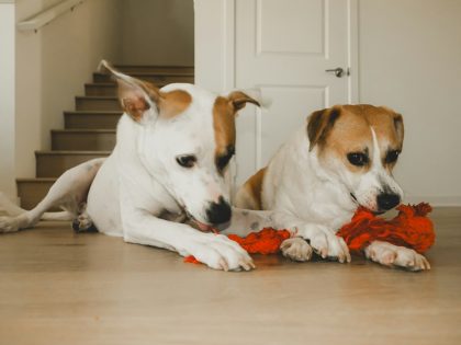Two dogs playing with a red toy together on the floor