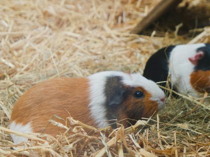 Two guinea pigs sitting together in a bed of hay