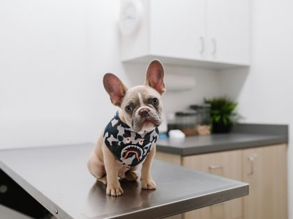 Veterinarian examining a dog during a clinic visit