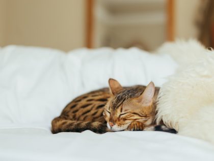 Cat sleeping comfortably near its owner